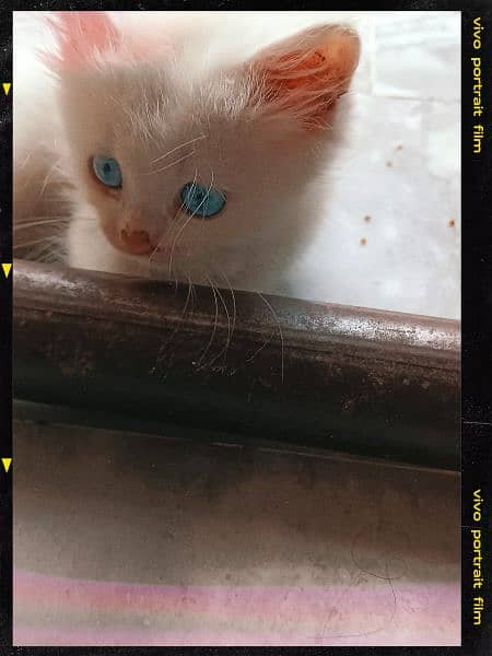 Persian kitten  blue eyes 1