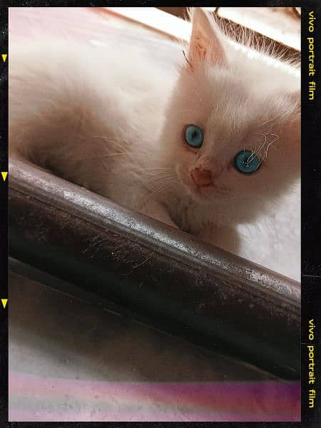 Persian kitten  blue eyes 3