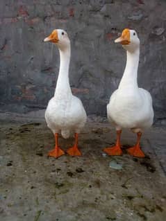 1 year old long neck full white ducks.