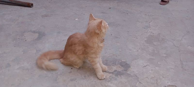 Russian cat  for sale full adult  ha price 10,000 2