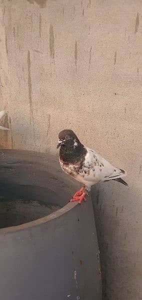 pigeons for sale mix breeds 0