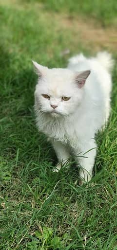 Persian male cat