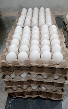 Wholesale Eggs Available Hain, 300 per Darjan