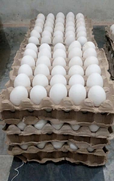 Wholesale Eggs Available Hain, 300 per Darjan 0