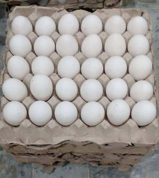 Wholesale Eggs Available Hain, 300 per Darjan 1