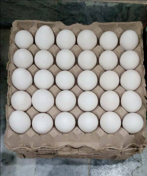 Wholesale Eggs Available Hain, 300 per Darjan 2