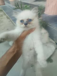 Persian Kitten's Triple Coated Skyblue eye's