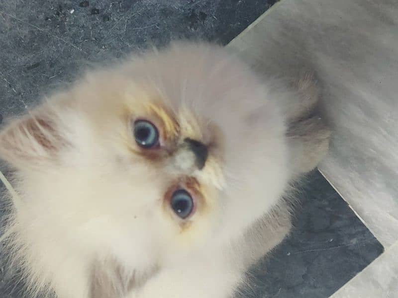 Persian Kitten's Triple Coated Skyblue eye's 2