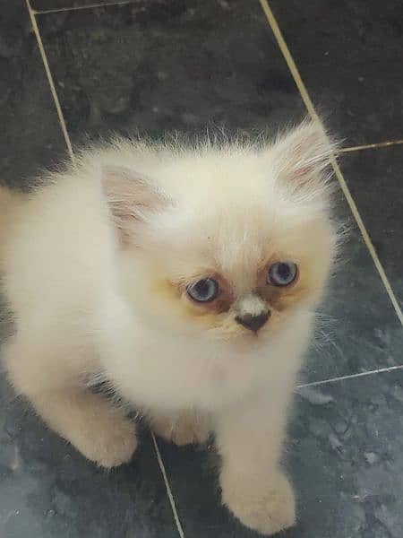 Persian Kitten's Triple Coated Skyblue eye's 3