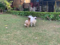 Silkie hens | Silkie breder pair | murghi