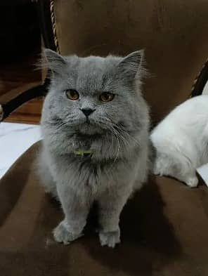 Piki Kitten | Punch face Kitten | persian cat|tripple coat|fluffy|dol 0