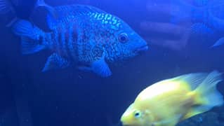 South american cichlids up for sale with 3 ft aquarium and stand.