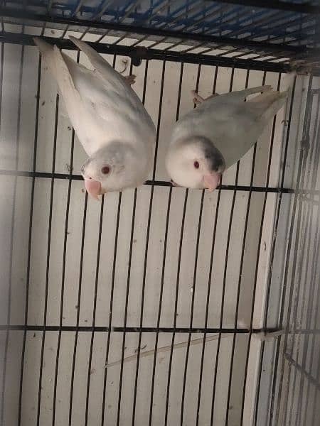 Albino Red Eyes pair with DNA 1