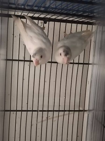 Albino Red Eyes pair with DNA 3