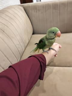 Raw Parrot 7 Month Talking Parrot Hand Tame