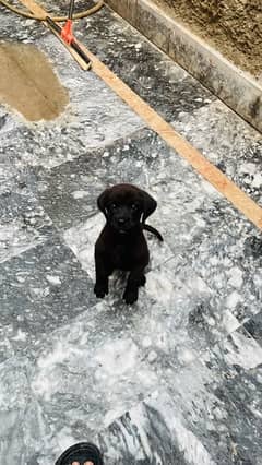 labrador female pup