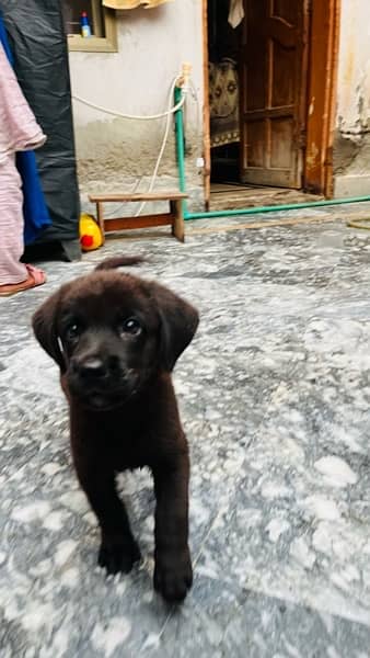 labrador female pup 1