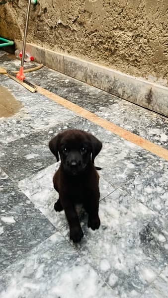 labrador female pup 2