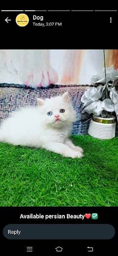 White Persian male