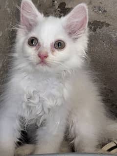 PERSIAN KITTEN FOR SALE