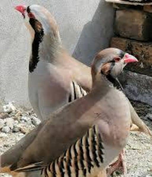 Chakor pair for sale 0