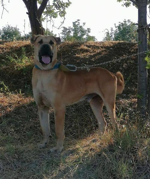 King kurdish kangaal pair pure breed security dog 2months for sale 1