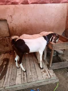 goat for sale