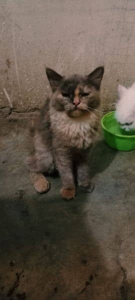 cats for sale 2