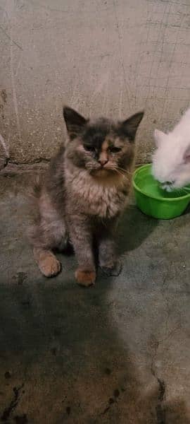 cats for sale 4