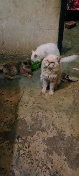 cats for sale 6