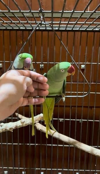 Raw Parrot Hand Tamed Pair With Beautiful Solid Cage 0