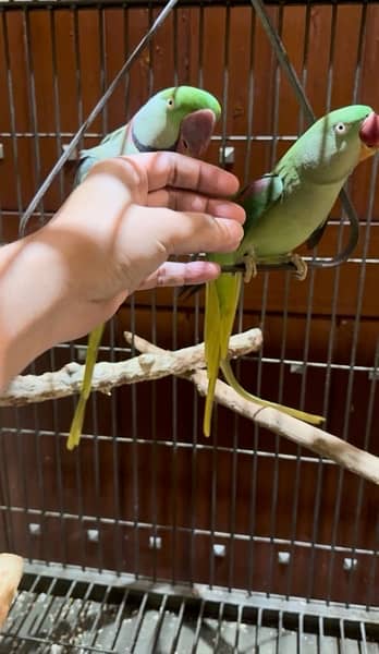 Raw Parrot Hand Tamed Pair With Beautiful Solid Cage 1