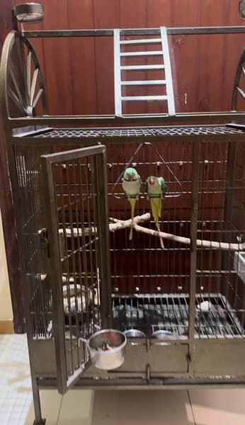 Raw Parrot Hand Tamed Pair With Beautiful Solid Cage 2