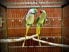 Raw Parrot Hand Tamed Pair With Beautiful Solid Cage