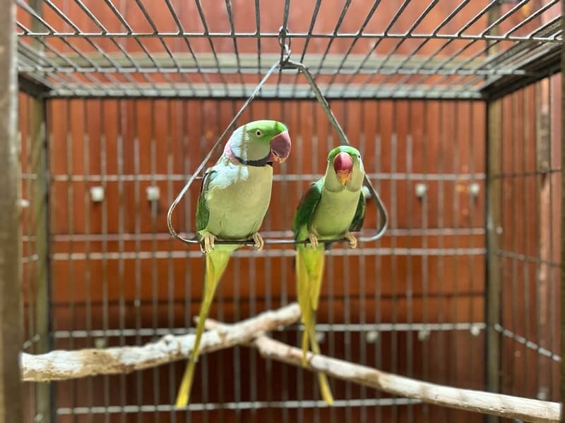 Raw Parrot Hand Tamed Pair With Beautiful Solid Cage 6