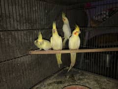 ansari aviary 0