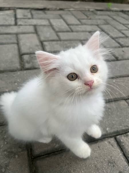 2 month old Persian kitten 1