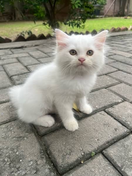 2 month old Persian kitten 2