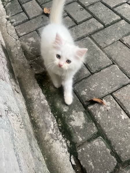 2 month old Persian kitten 3