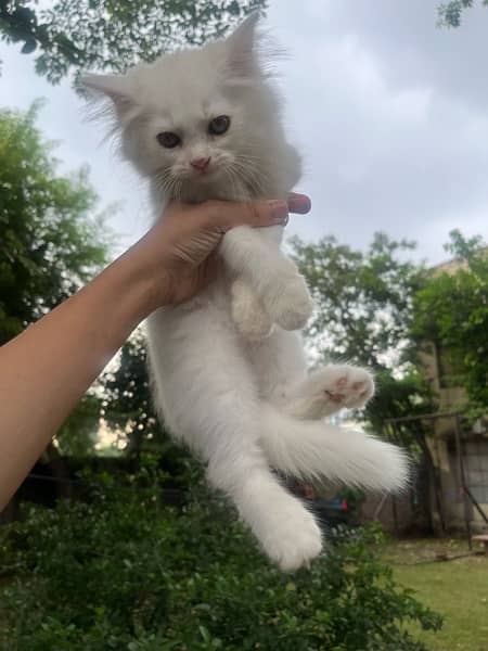 2 month old Persian kitten 6