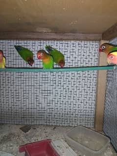 green fisher breeder pair for sale 0