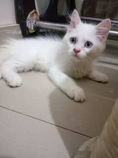 Turkish Angora pair kittens