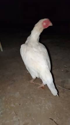 A. o. A Aseel chicks for Sale Also Herra Madi for sale.