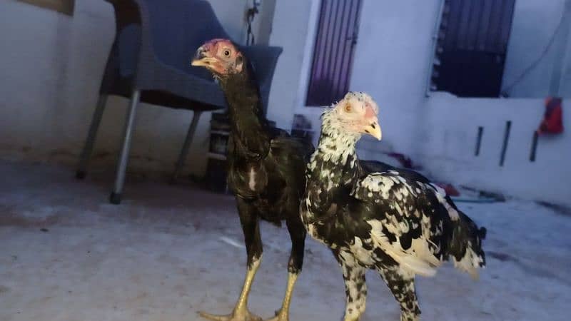 A. o. A Aseel chicks for Sale Also Herra Madi for sale. 6