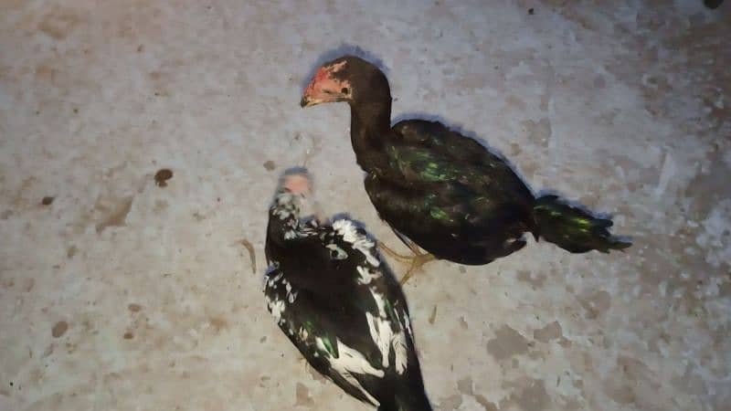 A. o. A Aseel chicks for Sale Also Herra Madi for sale. 7