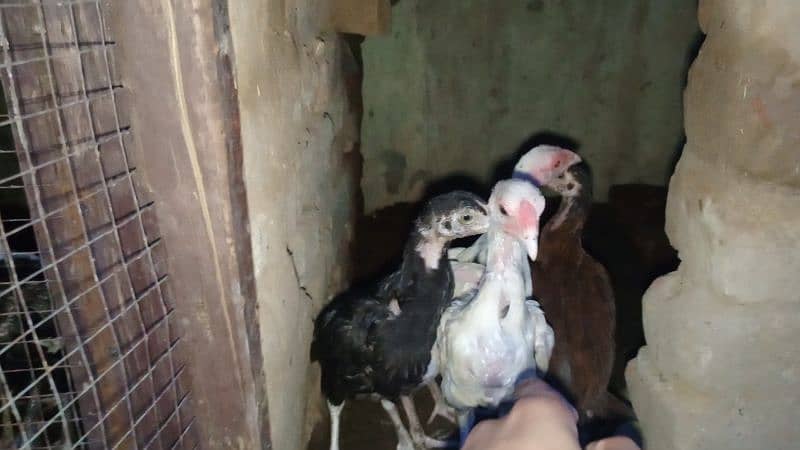 A. o. A Aseel chicks for Sale Also Herra Madi for sale. 11