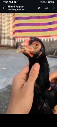 Mianwali and Black JAVA (2500 per hen) 0