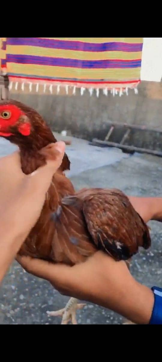 Mianwali and Black JAVA (2500 per hen) 3