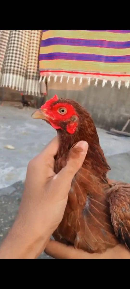 Mianwali and Black JAVA (2500 per hen) 5