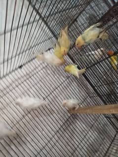 Albino red eyes parblue pastal ino k pairs 6 0